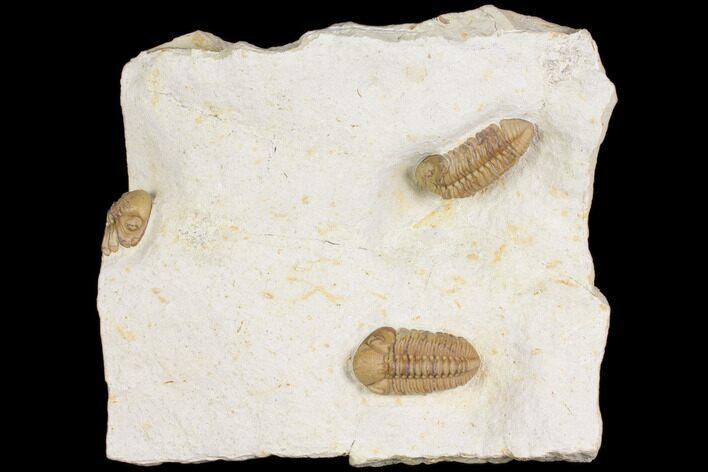 Cluster Of Kainops Trilobite - Black Cat Mountain, Oklahoma #168873